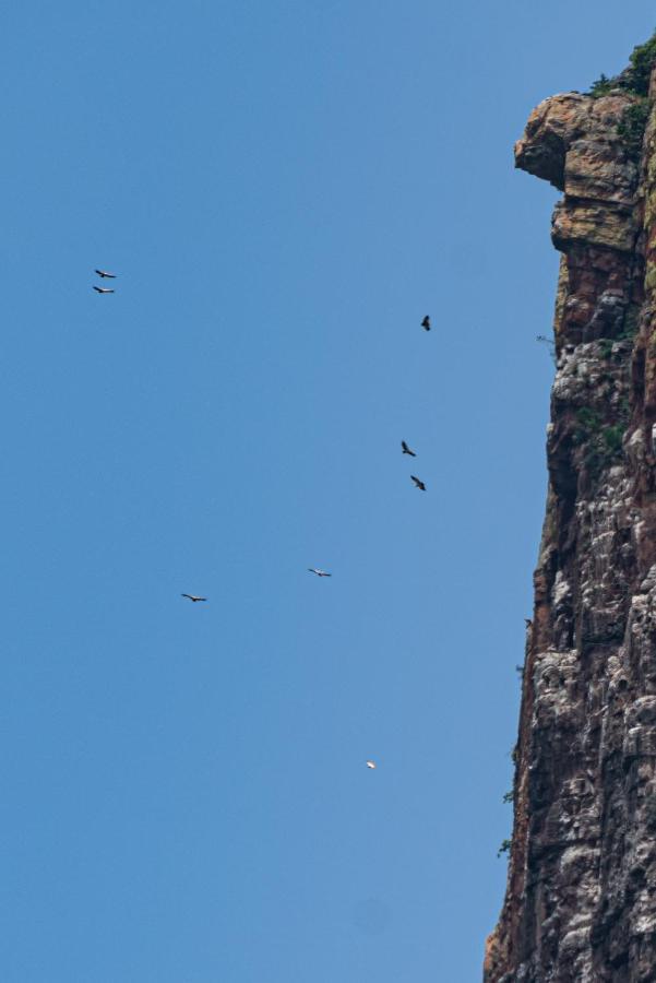 Cape Vulture Conservancy Hoedspruit Buitenkant foto