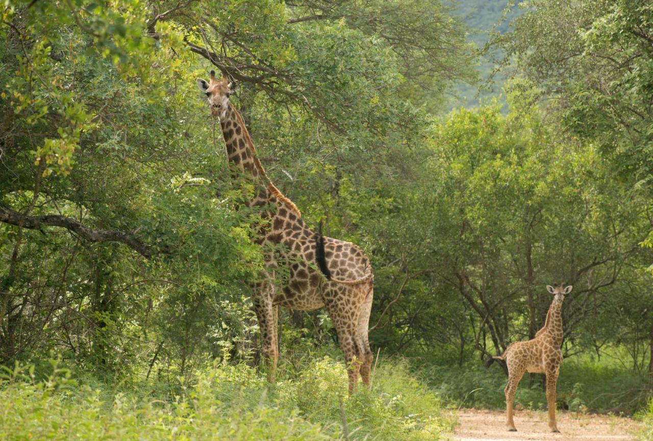 Cape Vulture Conservancy Hoedspruit Buitenkant foto