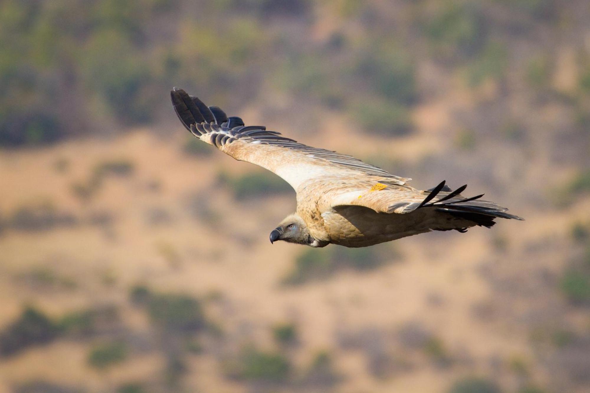 Cape Vulture Lodge Hoedspruit Buitenkant foto